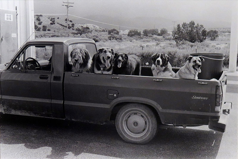 Good Dogs 800px