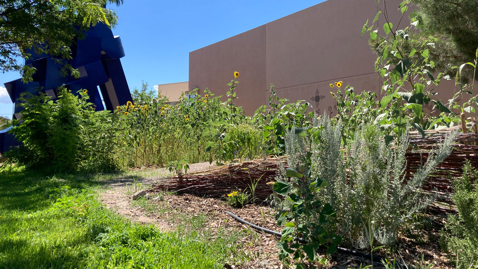 A lush sunflower garden in the Albuquerque Museum sculpture garden.