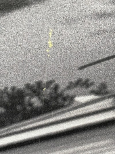 A close-up image of a small, green, uranium bead suspended on a fishing line in front of a black-and-white photograph, part of the installation panaceas, promises + problems by artist Chip Thomas.