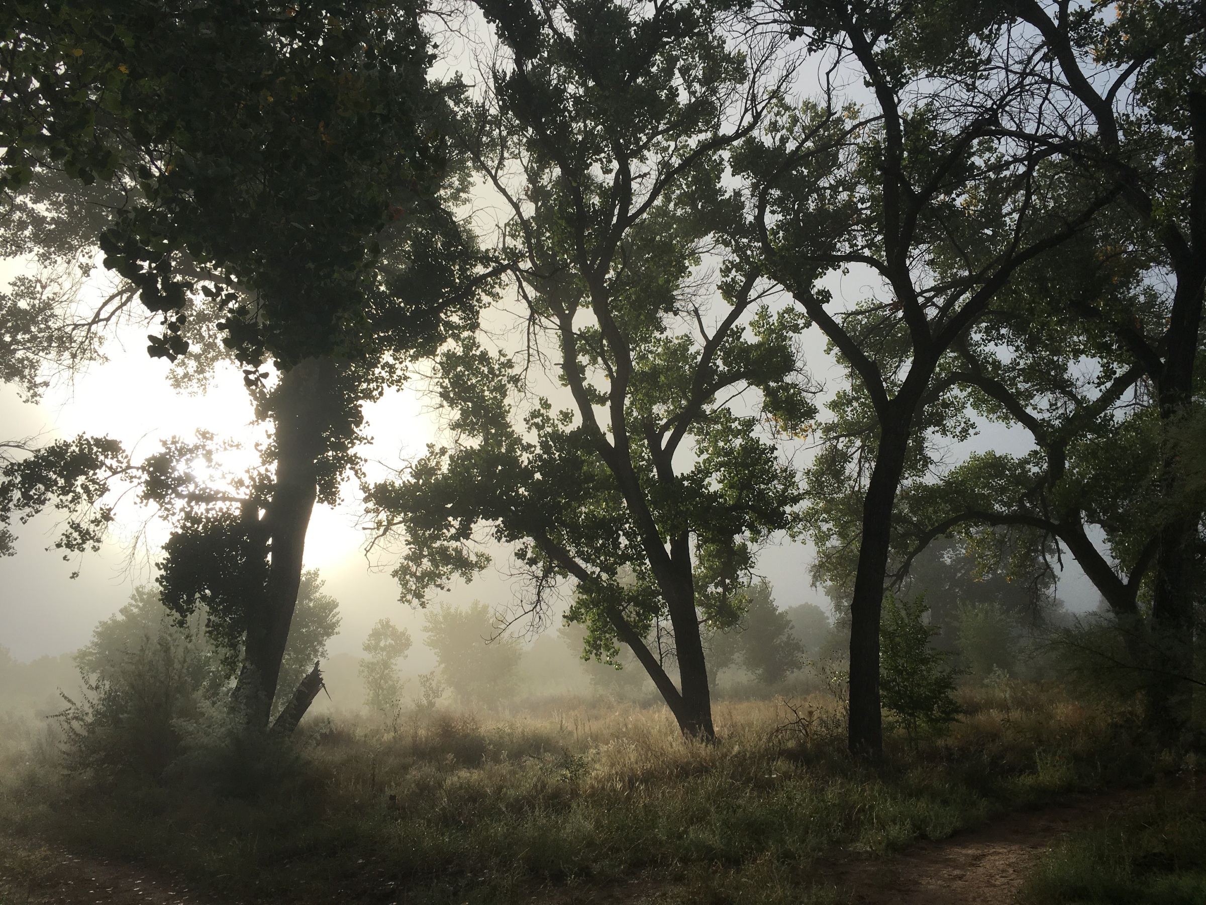 A jpg of the Bosque in Fog.