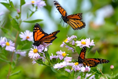 ButterfliesPhoto.jpg