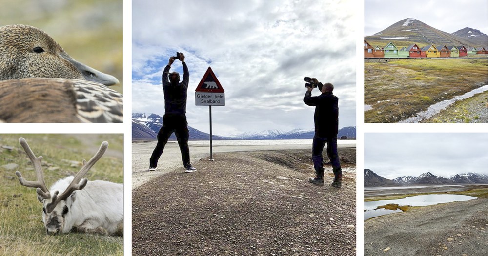 Collage of images: Landscape with mountains with small amounts of snow, landscape with colorful houses in a row, photo of the crew in front of a sign warning about polar bears, a photo of a rain deer and a duck.