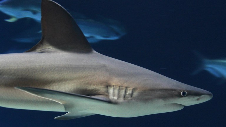 A sandbar shark looking at you while it swims by the aquarium viewing window