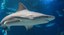 New aquarium banner