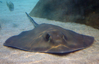 ShallowsStingRay ShallowsStingRay