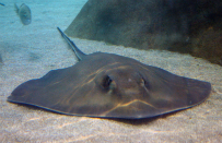 ShallowsStingRay