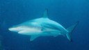 Blacktipshark.jpg