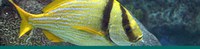 Coral Reef banner Coral Reef banner
