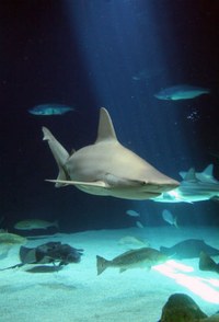 Shark Super Predators Shark Super Predators