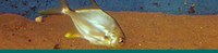 Surf Zone banner Surf Zone banner