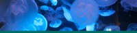 Aquarium jellies Aquarium jellies