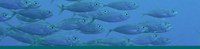 Banner_SchoolingFish Banner_SchoolingFish