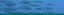 Banner_SchoolingFish