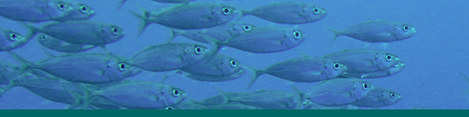 Banner_SchoolingFish