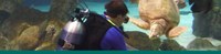 Diver feeding a sea turtle Diver feeding a sea turtle