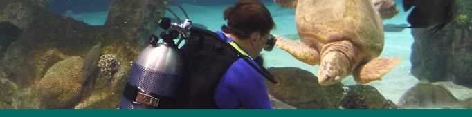 Diver feeding a sea turtle