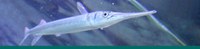 Gulf Coast Banner Gulf Coast Banner