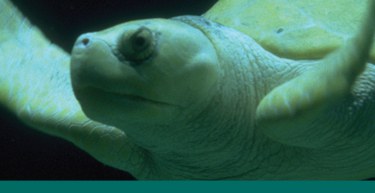 Sea Turtle banner