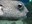 puffer.jpg
