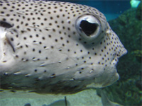 puffer.jpg