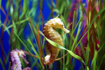 Sea horse 