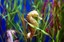Sea horse