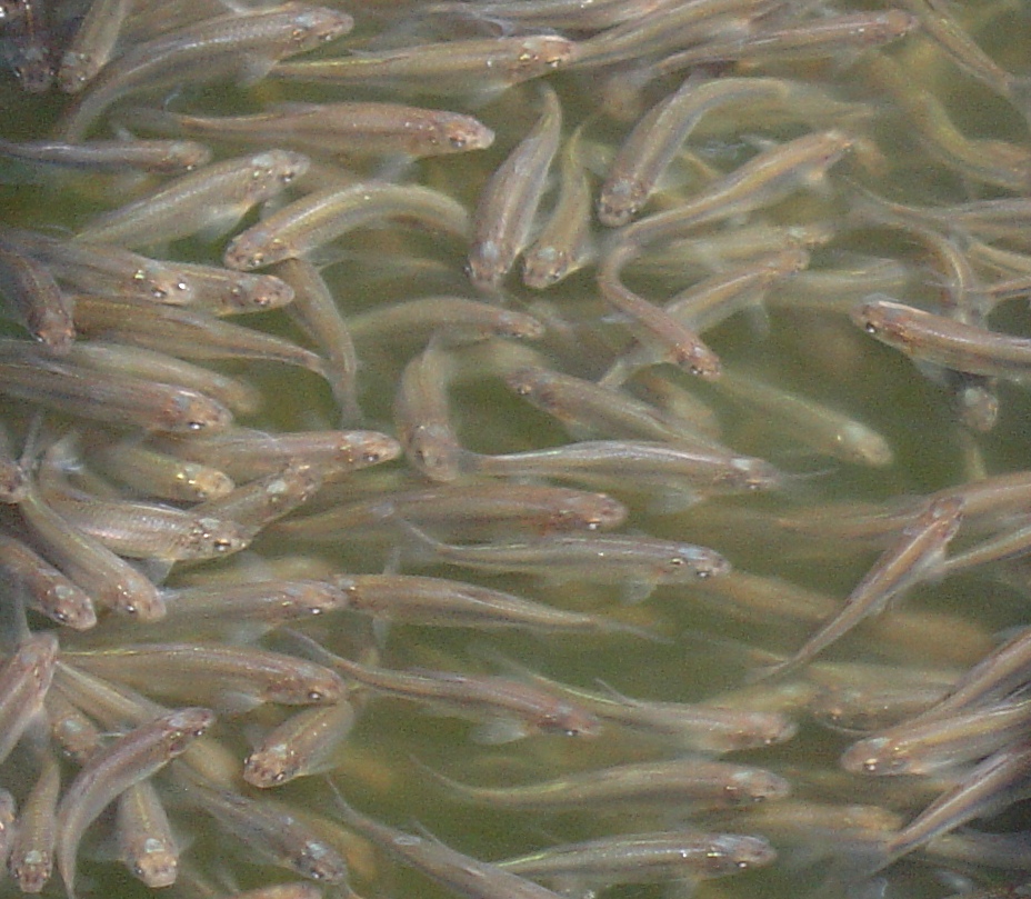 School of Rio Grande Silvery Minnow