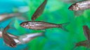 Silvery minnow 2025