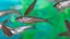 Silvery minnow 2025