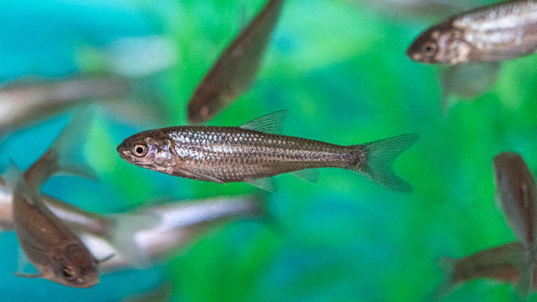 Silvery minnow 2025