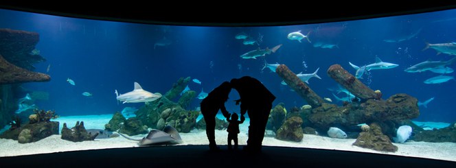 Family at Shark Tank