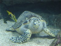 turtle.jpg turtle.jpg