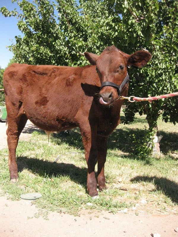 caption:Milking shorthorn steer at Heritage Farm