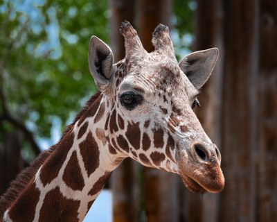 Africa Family Night