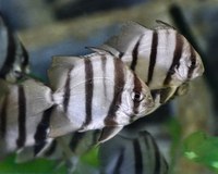 **SOLD OUT** Aquarium Homeschool Day