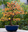Bonsai Show