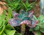 Cactus and Succulent Show