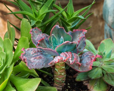 Cactus and Succulent Show