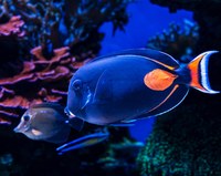 Coral Reef Discovery Day