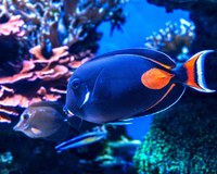Coral Reef Discovery Day