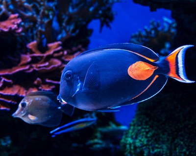 Coral Reef Discovery Day