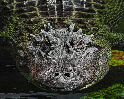 CROCtober Discovery Day