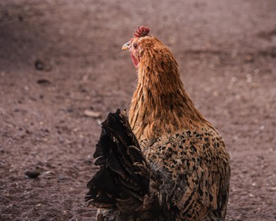 Heritage Farm Homeschool Day