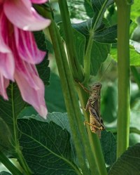 Insect Safari Evening