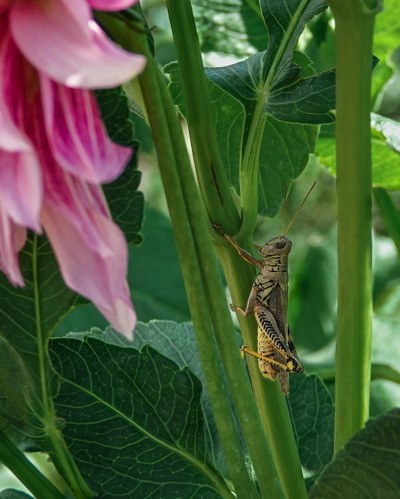 Insect Safari Evening