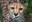 International Cheetah Day