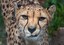 International Cheetah Day