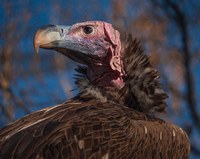 International Vulture Awareness Day