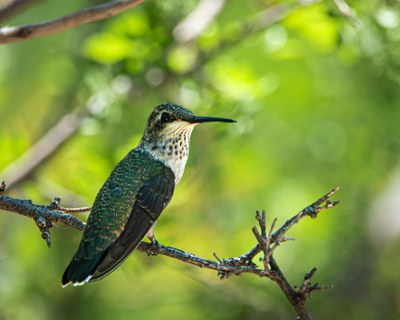Native New Mexican Bird Celebration