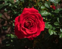 Annual Rose Show